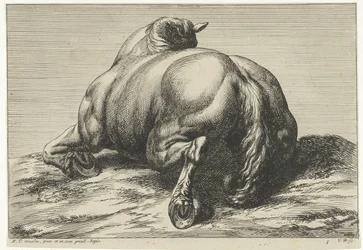 Un caballo tumbado sobre su vientre visto desde atrás
